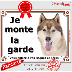 Husky sibérien cuivre doré marron, plaque portail "Je Monte la Garde, risques périls" pancarte photo panneau attention au chien