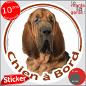 Chien Saint-Hubert, sticker voiture rond "Chien à Bord" 2 tailles D