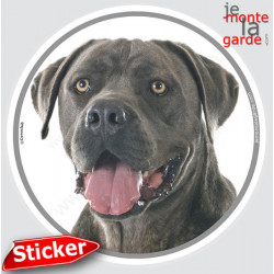 Cane Corso Italiano gris bleu, sticker autocollant rond "photo" 15 cm intérieur/Extérieur adhésif chien résistant