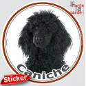Caniche Noir, sticker photo rond 15 cm - 3a