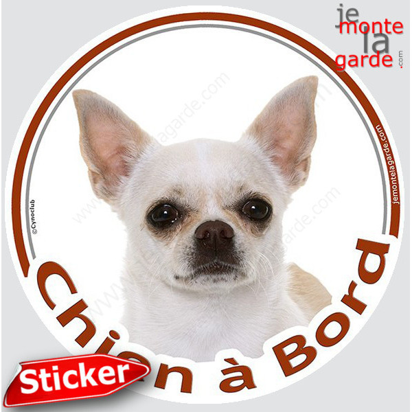 Chihuahua blanc poils courts Tête, sticker autocollant rond "Chien à Bord" Disque photo adhésif vitre voiture