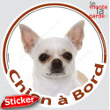 Chihuahua blanc poils courts, sticker voiture rond "Chien à Bord" 15 cm - 3a