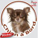 Chihuahua chocolat poils longs, sticker rond voiture "Chien à Bord" 15 cm 3a