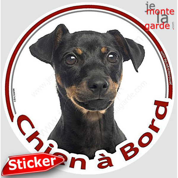 Pinscher noir et feu Tête, sticker autocollant rond "Chien à Bord" Disque photo adhésif vitre voiture