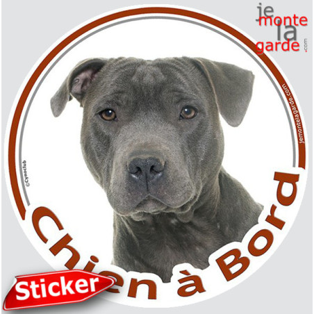 Staffie bleu gris, sticker autocollant rond "Chien à Bord" Disque photo Staffy Tête, adhésif vitre voiture, résiste pluie soleil