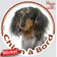 Teckel tricolore merle à poils longs Tête, sticker autocollant rond "Chien à Bord" Disque adhésif vitre voiture Arlequin
