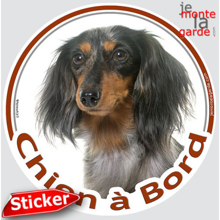 Teckel tricolore merle à poils longs Tête, sticker autocollant rond "Chien à Bord" Disque adhésif vitre voiture Arlequin, résist