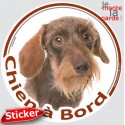 Teckel poils durs, sticker voiture rond "Chien à Bord" 15 cm - 3a