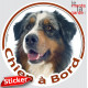 Berger Australien Bleu Merle Tête, sticker autocollant rond "Chien à Bord" Disque adhésif vitre voiture photo Aussie