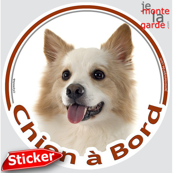 Berger Islandais fauve et blanc, sticker autocollant rond "Chien à Bord" Disque photo adhésif vitre auto voiture, résiste pluie 