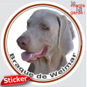 Braque de Weimar, sticker autocollant rond photo 15 cm 3a