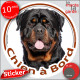 Rottweiler XL, sticker autocollant rond "Chien à Bord" Disque adhésif vitre voiture photo Rott royal russe gros gabarit