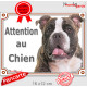 American Bully bringé, plaque portail "Attention au Chien" pancarte entrée, panneau photo race