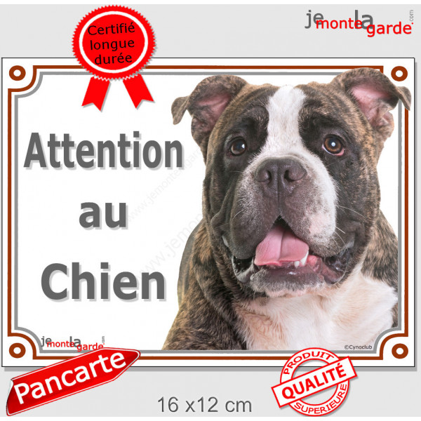 American Bully bringé, plaque portail "Attention au Chien" pancarte entrée, panneau photo race