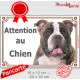 American Bully bringé, plaque portail "Attention au Chien" pancarte entrée, panneau photo race