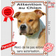 Amstaff Fauve et blanc, plaque portail verticale "Attention an Chien, interdit sans autorisation" photo American Staffordshire