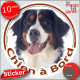 Bouvier Bernois, sticker autocollant rond voiture "Chien à Bord" Disque adhésif photo race