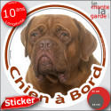 Dogue de Bordeaux, sticker voiture rond "Chien à Bord" 2 tailles D