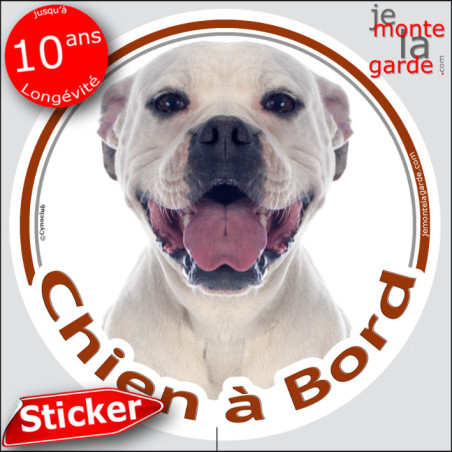 Bouledogue Américain entièrement Blanc, sticker autocollant rond "Chien à Bord" Disque adhésif vitre voiture, Bulldog Boulam, ré