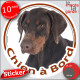 Dobermann marron, sticker autocollant rond "Chien à Bord" disque adhésif vitre voiture chien photo Doberman chocolat brun foie