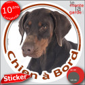Dobermann marron, sticker voiture rond "Chien à Bord" 2 tailles D
