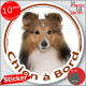 Berger Shetland fauve, sticker autocollant rond "Chien à Bord" disque photo adhésif vitre voiture Sheltie marron