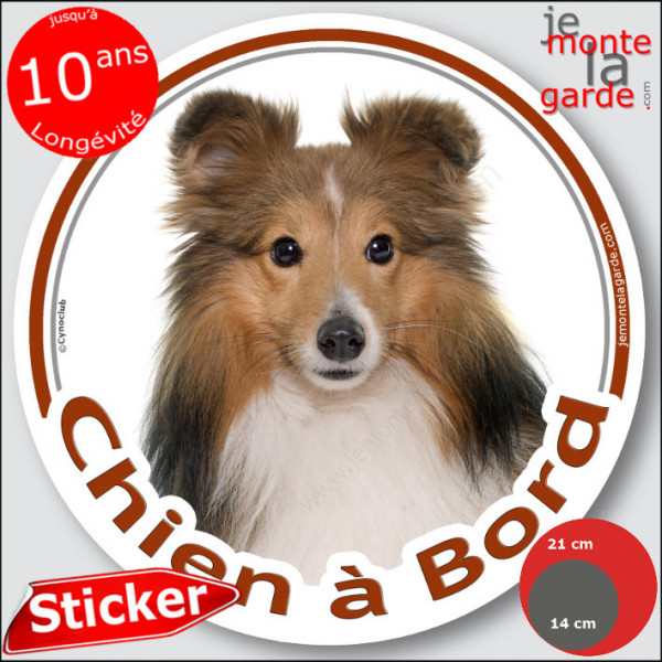 Berger Shetland fauve, sticker autocollant rond "Chien à Bord" disque photo adhésif vitre voiture Sheltie marron