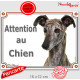 Lévrier Galgo Espagnol bringé Tête, plaque portail "Attention au Chien" pancarte extérieure panneau affiche photo