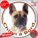 Bouledogue Français fauve, sticker voiture "Chien à Bord" 2 tailles D
