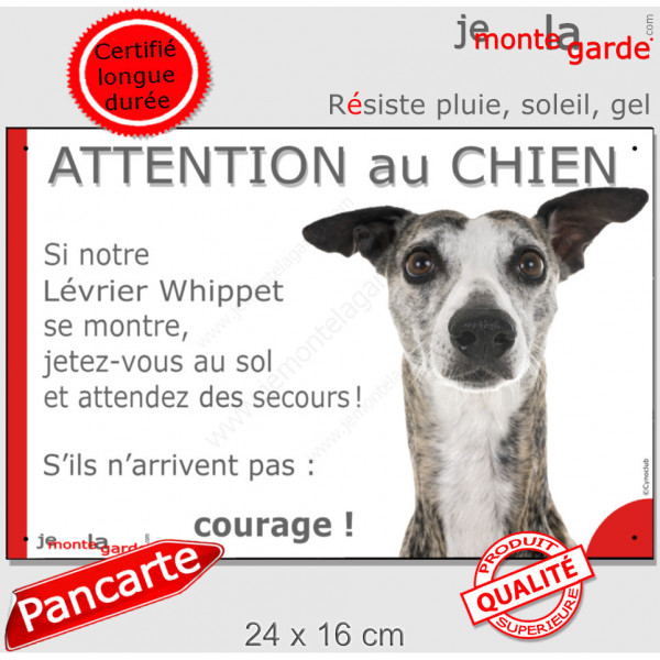 Lévrier Whippet bringé, plaque extérieure humour "Attention au Chien, Jetez Vous au Sol, attendez secours courage" photo portail