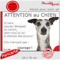 Lévrier Whippet bringé, plaque humour extérieur "Attention au Chien, Jetez Vous au Sol" 24 cm JET