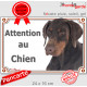 Dobermann marron chocolat et Feu Tête, Plaque portail extérieure "Attention au Chien" panneau affiche pancarte photo
