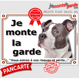 Amstaff bleu, plaque “Je monte la garde”, robe bleue bien mise en valeur et oreille relevée très expressive, résiste dehors