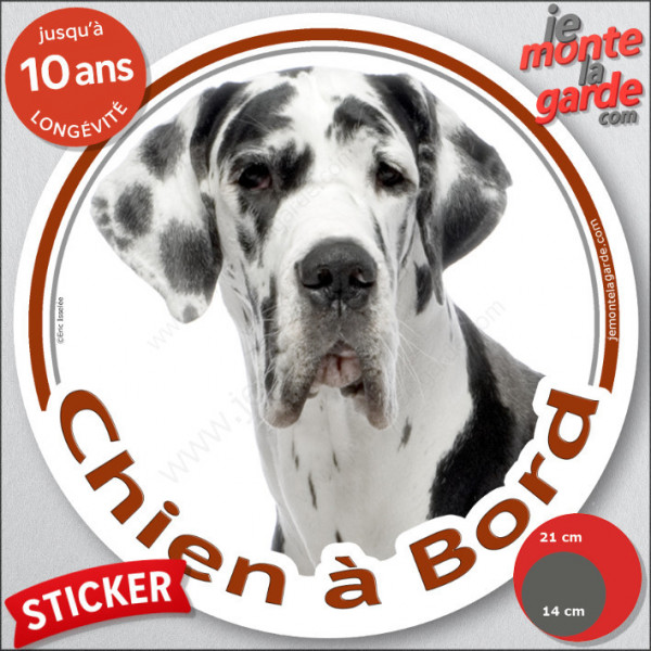 Dogue Allemand Arlequin, sticker autocollant rond "Chien à Bord" Disque adhésif photo Danois blanc taches noires