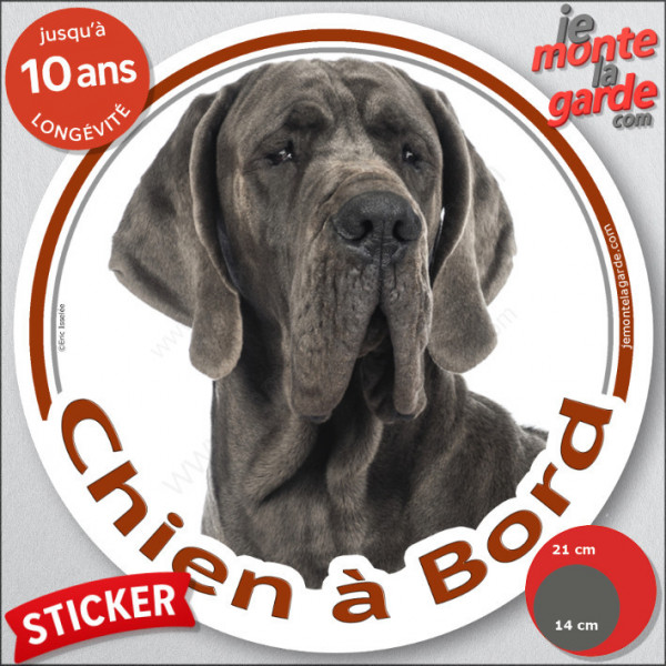 Dogue Allemand gris bleu, sticker autocollant rond "Chien à Bord" Disque adhésif photo Danois race