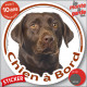 Labrador Chocolat marron brun Tête, sticker autocollant rond "Chien à Bord" disque adhésif photo vitre voiture