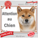 Shiba Inu fauve Tête, plaque portail extérieur "Attention au Chien" pancarte panneau orange marron photo