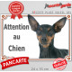 Pinscher noir et feu Tête, plaque portail "Attention au Chien" pancarte panneau photo pinsher nain