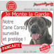 Cane Corso Italiano gris bleu, plaque portail rouge "Je Monte la Garde, surveille et protège" photo chien bringé extérieur