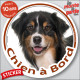 Berger Australien Tricolore Noir, sticker autocollant rond "Chien à Bord" Aussie voiture vitre auto photo adhésif Aussie