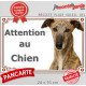 Lévrier Galgo Espagnol bringé Tête, plaque portail "Attention au Chien" pancarte extérieure panneau affiche photo