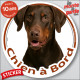Dobermann marron, sticker autocollant rond "Chien à Bord" disque adhésif vitre voiture chien photo Doberman chocolat brun foie