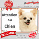 Chihuahua entièrement blanc à poils longs Tête, plaque portail "Attention au Chien" pancarte panneau photo