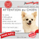 Chihuahua tout blanc à poils longs, plaque portail humour "Attention au Chien, Jetez Vous au Sol, attendez secours" photo
