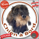 Teckel marron sanglier à poils durs, sticker autocollant rond "Chien à Bord" Disque adhésif vitre voiture photo