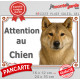 Shiba Inu sésame rouge Tête, plaque portail extérieur "Attention au Chien" pancarte panneau orange marron photo