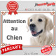 Golden Retriever tête, plaque portail "Attention au Chien" pancarte photo entrée, panneau rue race porte sable blanc clair