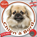 Epagneul Tibétain, disque autocollant voiture "Chien à Bord" 2 tailles D