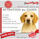 Beagle jaune citron, lemon et blanc, plaque portail humour "Attention au Chien, Jetez Vous au Sol, courage" pancarte drôle photo