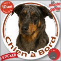 Beauceron Arlequin, sticker voiture rond "Chien à Bord" 2 tailles D